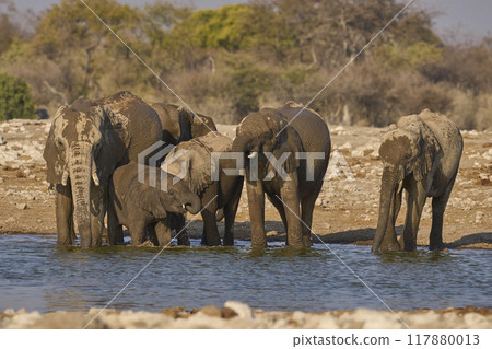 Group of African elephant at a waterhole 117880013