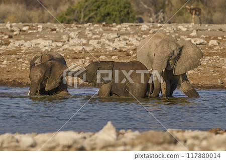 Group of African elephant at a waterhole 117880014