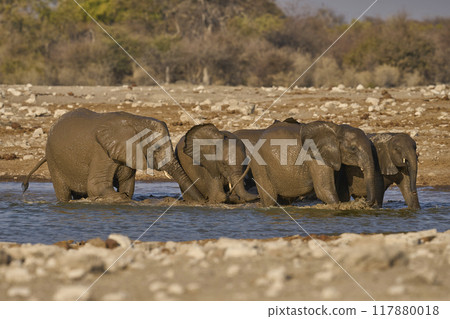 Group of African elephant at a waterhole 117880018