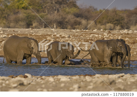 Group of African elephant at a waterhole 117880019