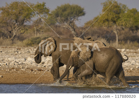 Group of African elephant at a waterhole 117880020