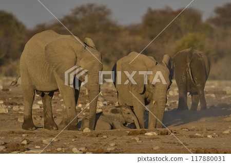 Dust bath 117880031