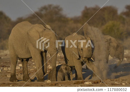 Dust bath Dust bath 117880032