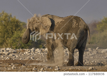 Dust bath Dust bath 117880036
