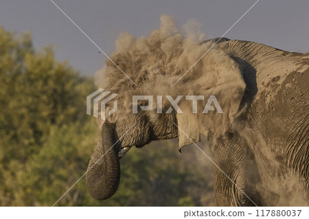 Dust bath Dust bath 117880037