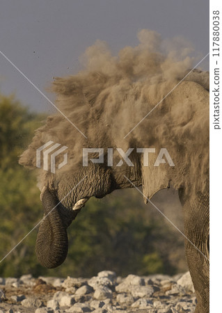Dust bath Dust bath 117880038