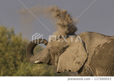 Dust bath 117880043