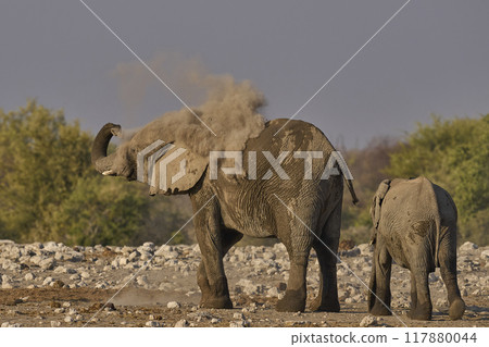 Dust bath Dust bath 117880044