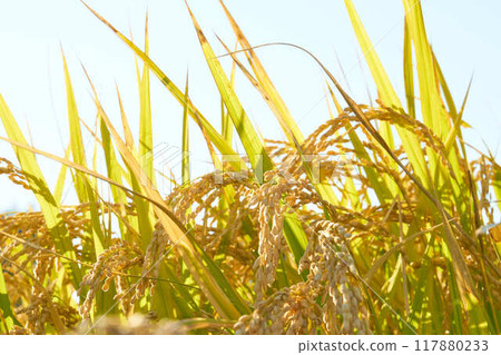 Autumn rice before harvest illuminated by the setting sun 117880233