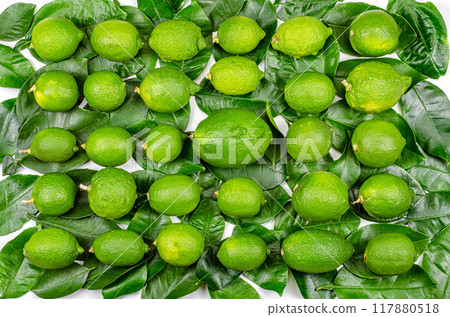 Vibrant green limes arranged in neat rows atop glossy leaves, creating a refreshing citrus display against a white background. 117880518