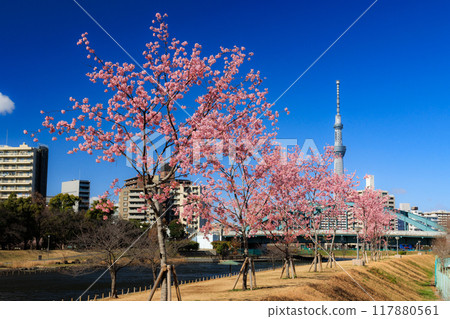 Old Nakagawa River Kawazu Cherry Blossoms Hirai, Edogawa Ward 117880561
