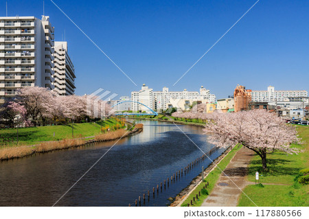 Cherry blossom trees along the old Nakagawa River and Fureai Bridge, photographed from Nakagawa Shinbashi Bridge Cherry blossom trees along the old Nakagawa River and Fureai Bridge, photographed from Nakagawa Shinbashi Bridge 117880566