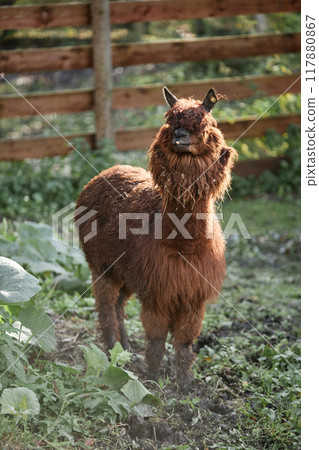 Vertical full shot of funny light brown alpaca with curly fur covering eyes standing in sunlight at farm in countryside, copy space 117880867