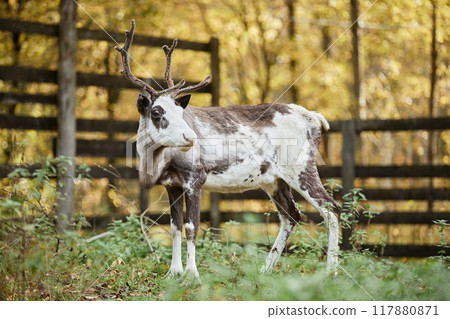 Full shot of white spotted reindeer with wide open eyes standing against autumn forest at countryside farm, copy space Full shot of white spotted reindeer with wide open eyes standing against autumn forest at countryside farm, copy space 117880871