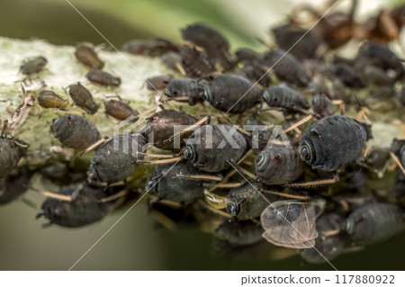 Colony of aphids infected a plant Colony of aphids infected a plant 117880922