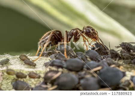 Colony of aphids and brown ant 117880923