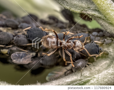Colony of aphids and brown ant 117880924