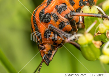 European Striped Shield Bug on a plant stem European Striped Shield Bug on a plant stem 117880938