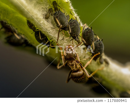 Colony of aphids and brown ant Colony of aphids and brown ant 117880941