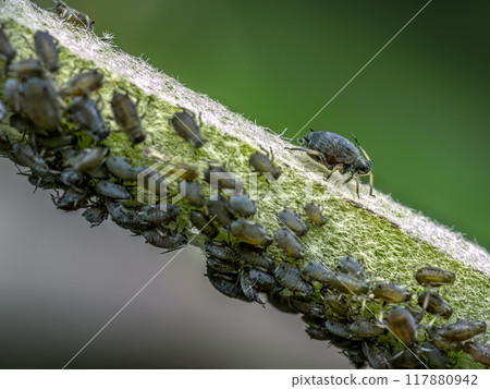 Colony of aphids infected a plant 117880942