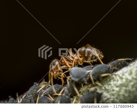 Colony of aphids and brown ant 117880943