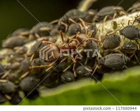 Colony of aphids and brown ant Colony of aphids and brown ant 117880944