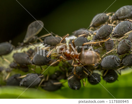Colony of aphids and brown ant Colony of aphids and brown ant 117880945