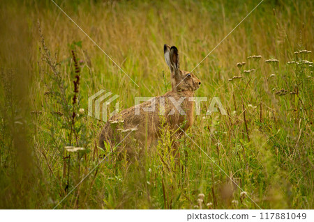 Portrait of a sitting brown hare (lepus europaeus) 117881049