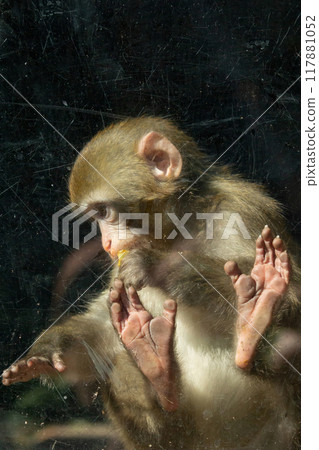 Monkey trapped inside a glass cage held in captivity. Monkey trapped inside a glass cage held in captivity. 117881052
