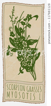 Vector drawing SCORPION GRASSES. Hand drawn illustration. Latin name is MYOSOTIS L 117881128