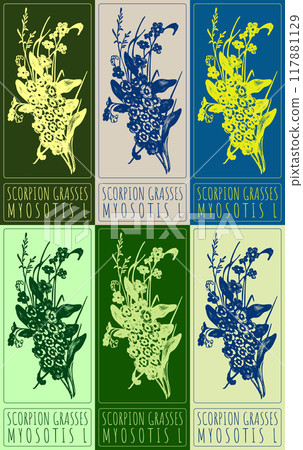 Set of vector drawing SCORPION GRASSES in various colors. Hand drawn illustration. Latin name is MYOSOTIS L 117881129
