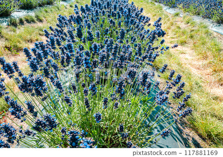 Lavender cultivation in a flower farm in Fraser Valley, BC, Canada 117881169