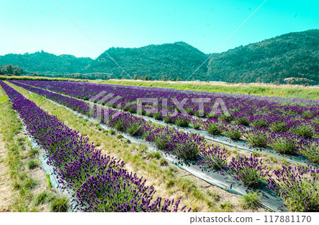 Lavender cultivation in a flower farm in Fraser Valley, BC, Canada Lavender cultivation in a flower farm in Fraser Valley, BC, Canada 117881170