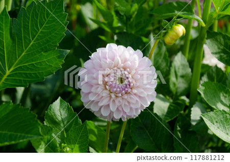 Dahlia flowers 117881212