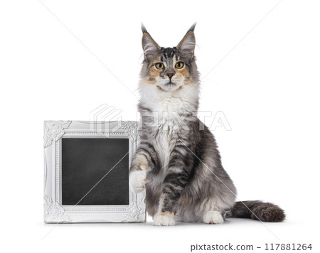 Maine Coon cat youngster on white background 117881264