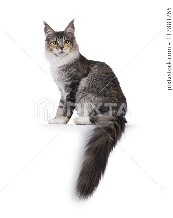 Maine Coon cat youngster on white background 117881265