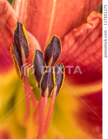 Orange daylily flower in blossom 117881275