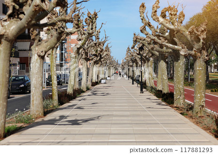 View of walking path lined with bare trees on sunny spring day in Castellon de la Plana, Spain. City walkway beetwen road and bike path in downtown. View of walking path lined with bare trees on sunny spring day in Castellon de la Plana, Spain. City walkway beetwen road and bike path in downtown. 117881293