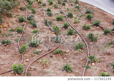 Automatic garden irrigation system with plastic pipes outdoors at garden. Green plants grows on black geotextile on soil. Concept of gardening, landscaping and spring planting. Sunshine Automatic garden irrigation system with plastic pipes outdoors at garden. Green plants grows on black geotextile on soil. Concept of gardening, landscaping and spring planting. Sunshine 117881294