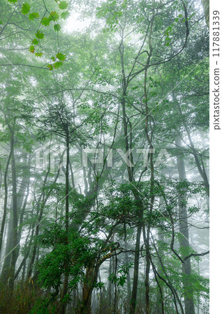 Image of someone getting lost and stranded in a dimly lit forest (Odake, Yamanashi Prefecture) Image of someone getting lost and stranded in a dimly lit forest (Odake, Yamanashi Prefecture) 117881339