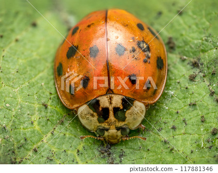 Asian ladybird on green leaf Asian ladybird on green leaf 117881346