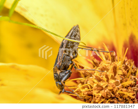 Oedemera lurida in yellow flower Oedemera lurida in yellow flower 117881347