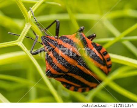 European Striped Shield Bug on a plant stem 117881354