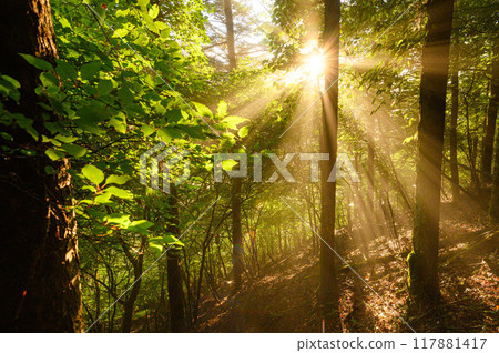 Morning sun shining through the trees 117881417