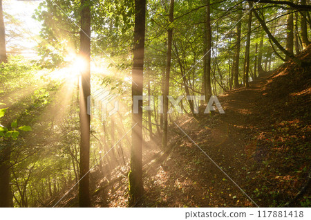 清晨的陽光透過樹林照射進來 117881418