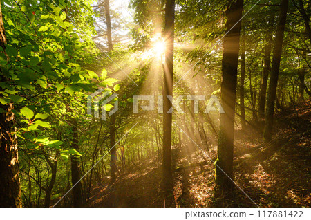 Morning sun shining through the trees 117881422
