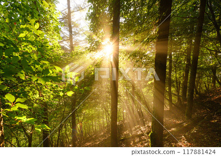 清晨的陽光透過樹林照射進來 清晨的陽光透過樹林照射進來 117881424