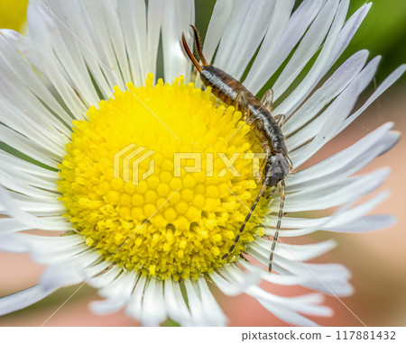 Ring-legged earwig captured inside wild flower cup 117881432