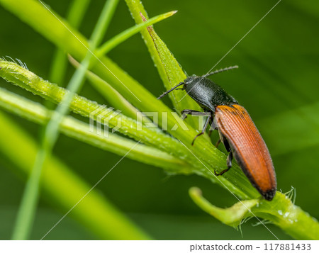 Click beetle on a flower stem 117881433