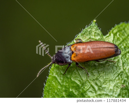 Click beetle on a flower leaf 117881434